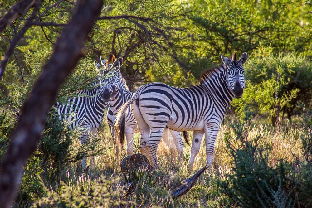 Big Valley Game Lodge Lobatse Exterior foto