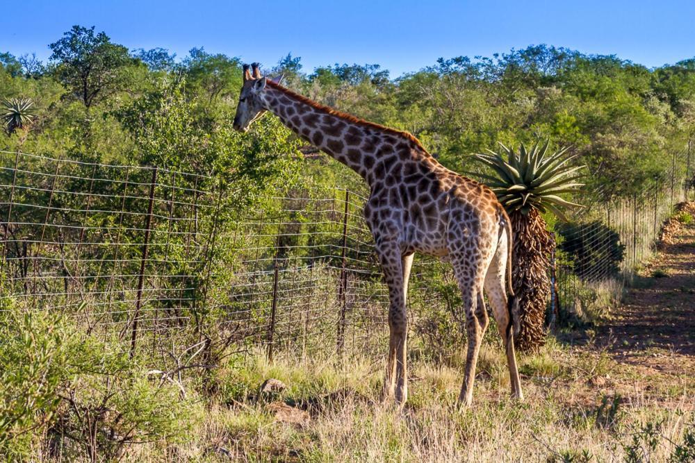 Big Valley Game Lodge Lobatse Exterior foto